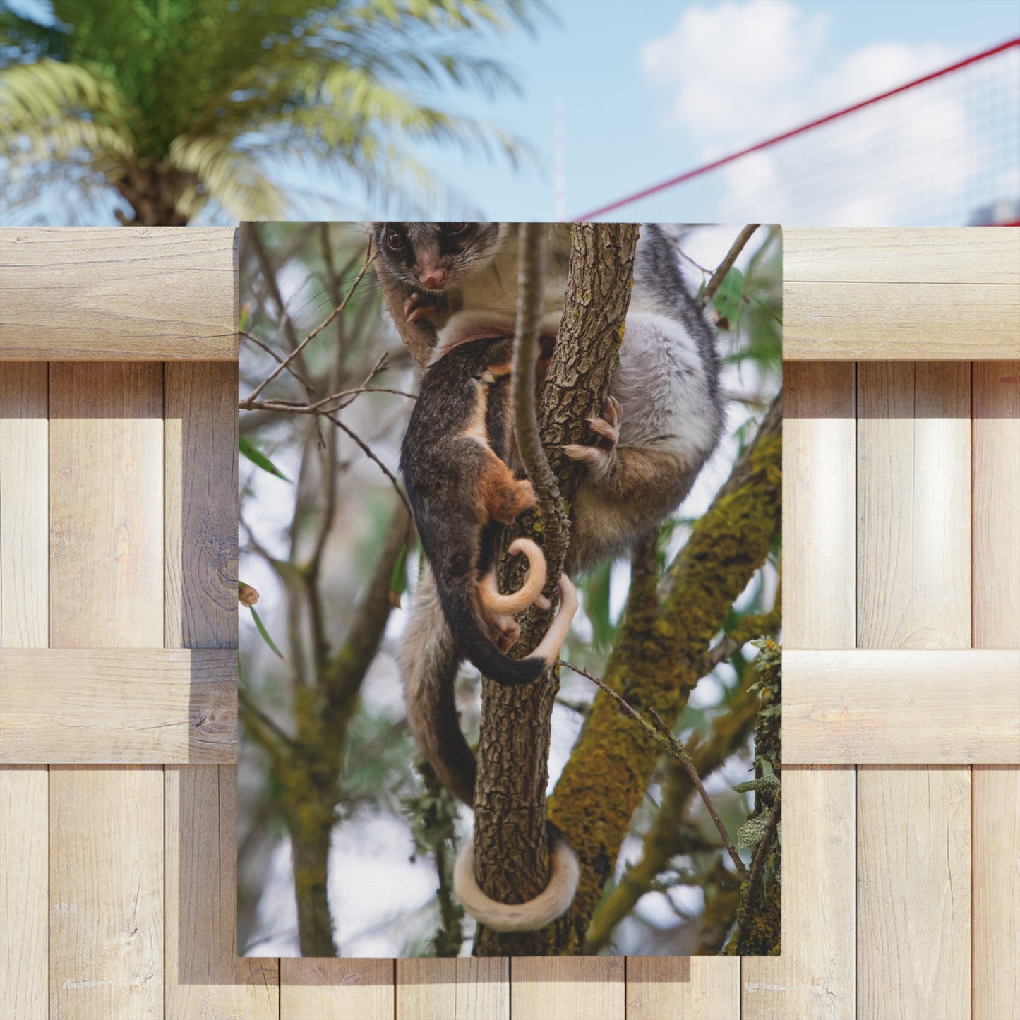 Ring-tailed Possum Beach Towels