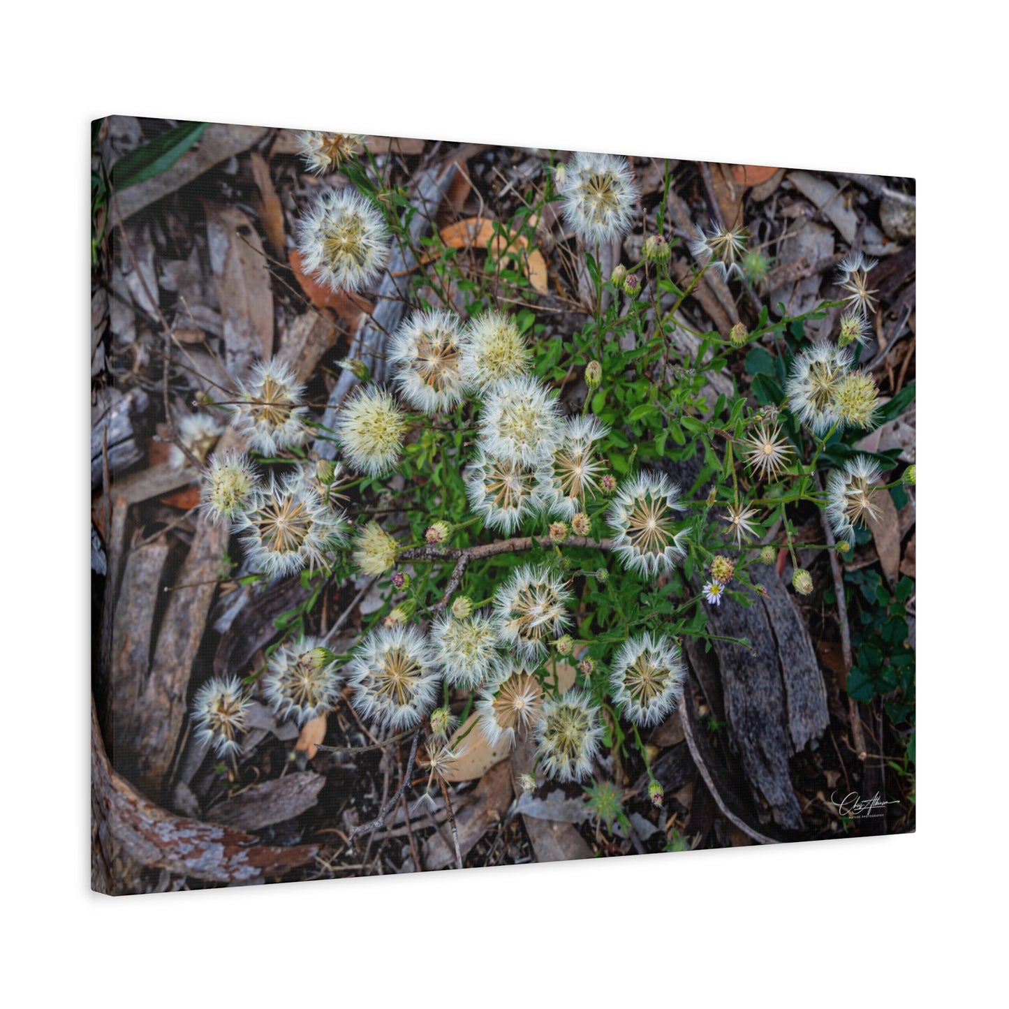 Matte Canvas, Stretched, 1.25" - Australian Wildflowers