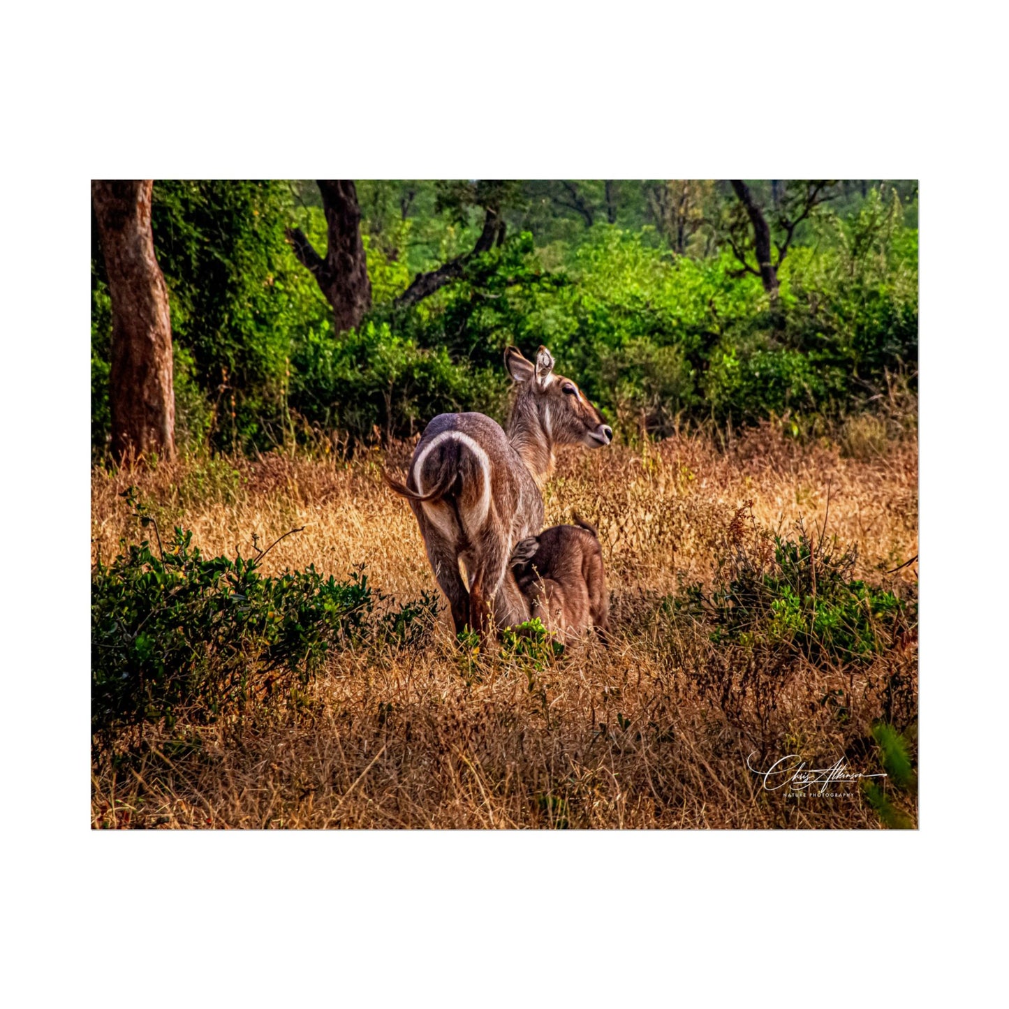 Waterbuck Baby Animal Posters