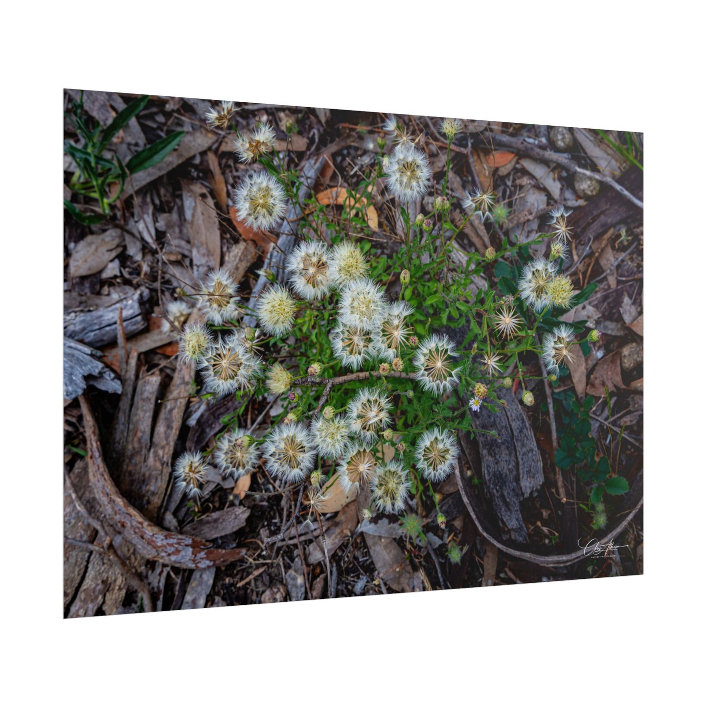 Rolled Posters - Australian Wildflowers