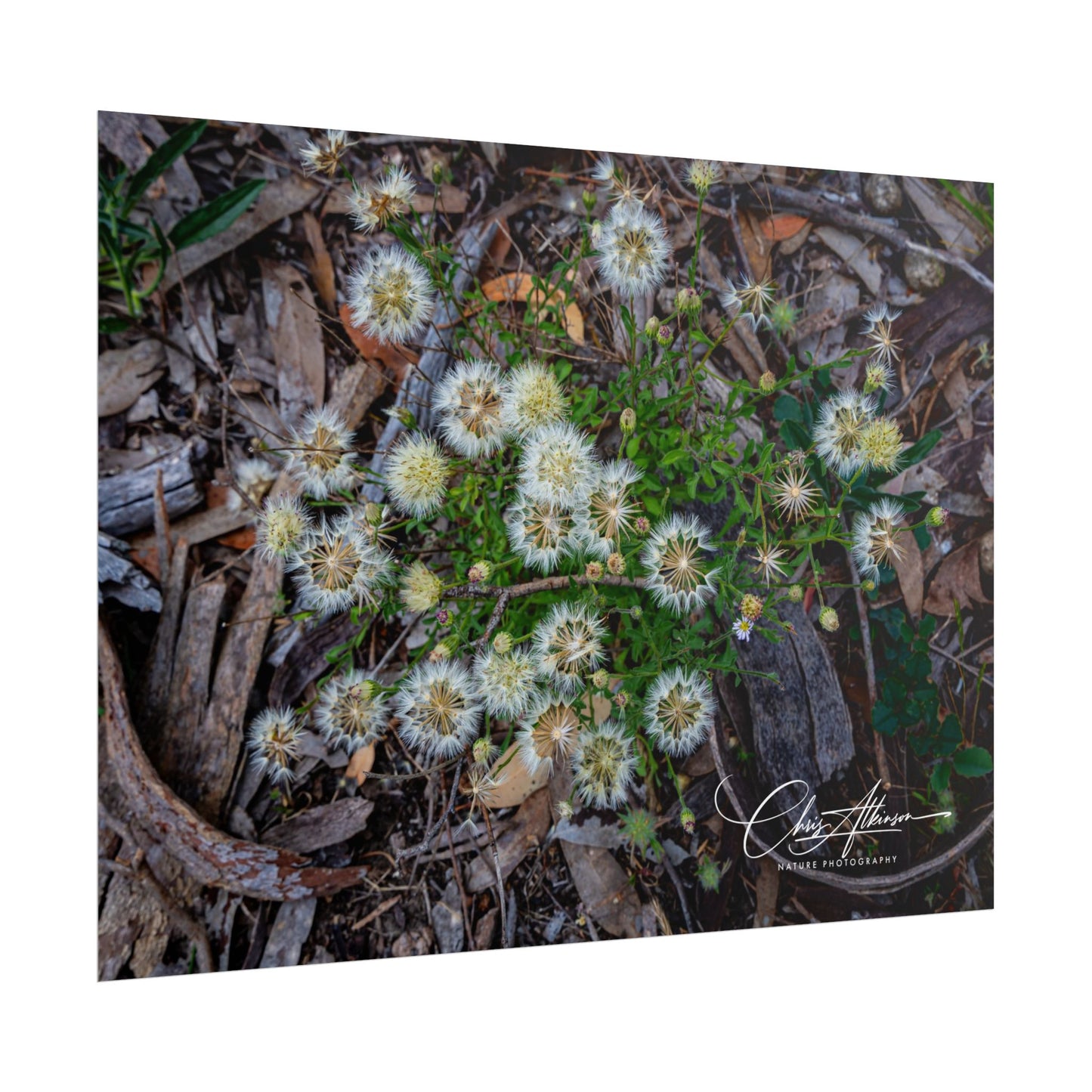 Rolled Posters - Australian Wildflowers