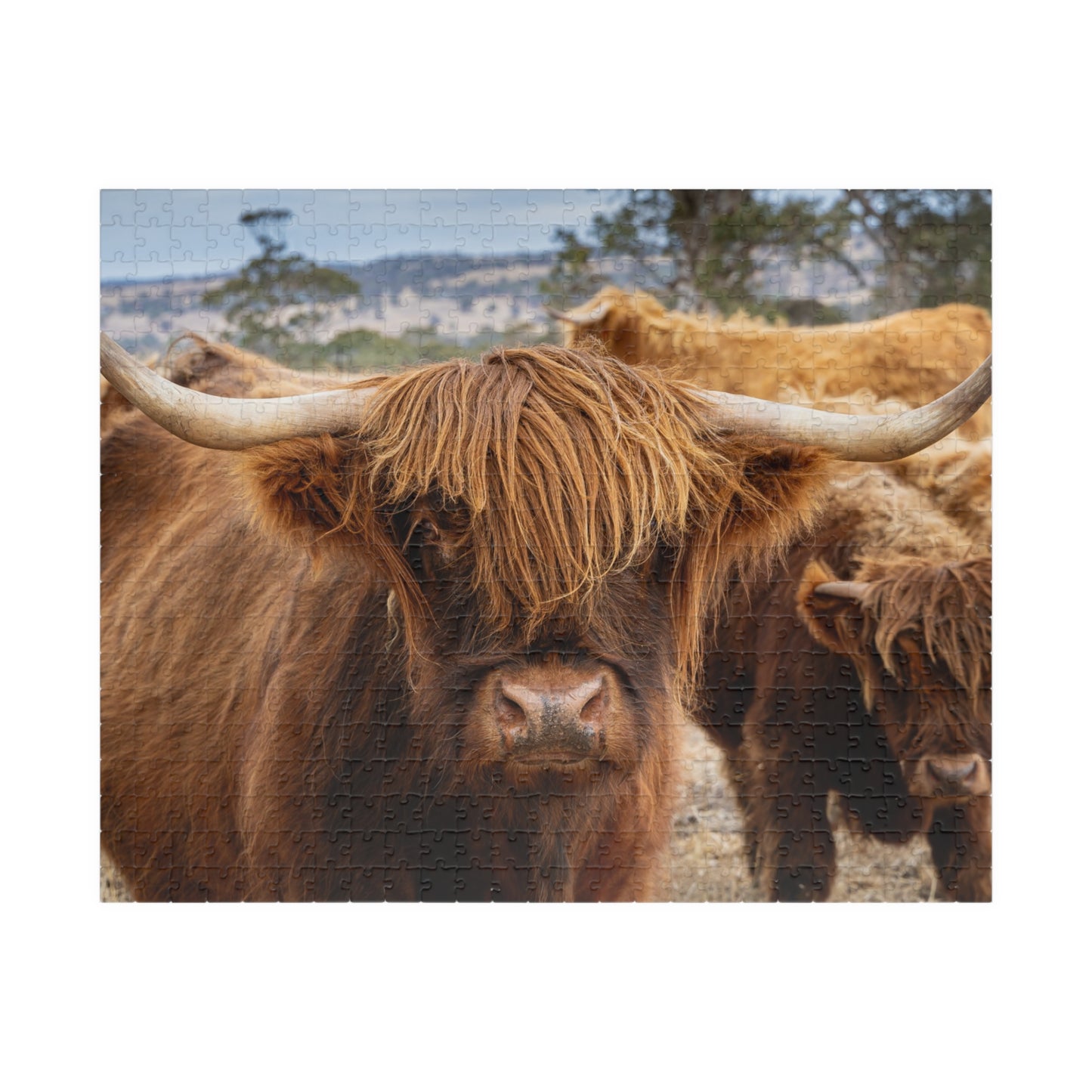 Scottish Highland Cattle Puzzle