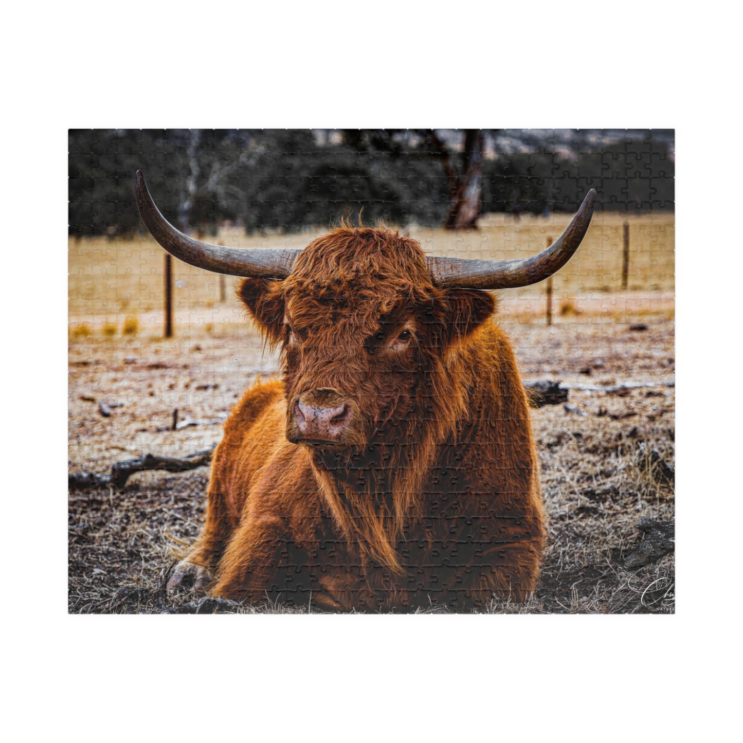 Scottish Highland Cattle Puzzle
