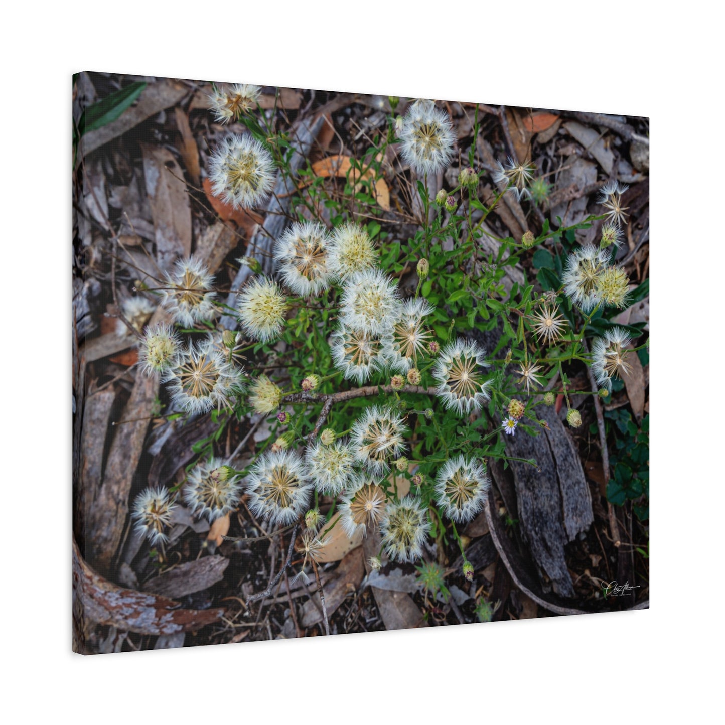 Matte Canvas, Stretched, 1.25" - Australian Wildflowers