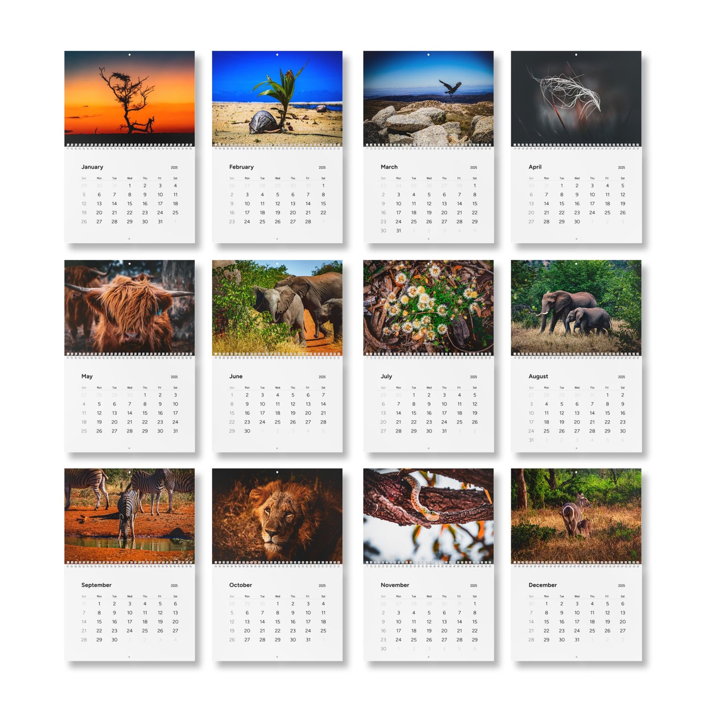 2025 Nature Wildlife Wall Calendar