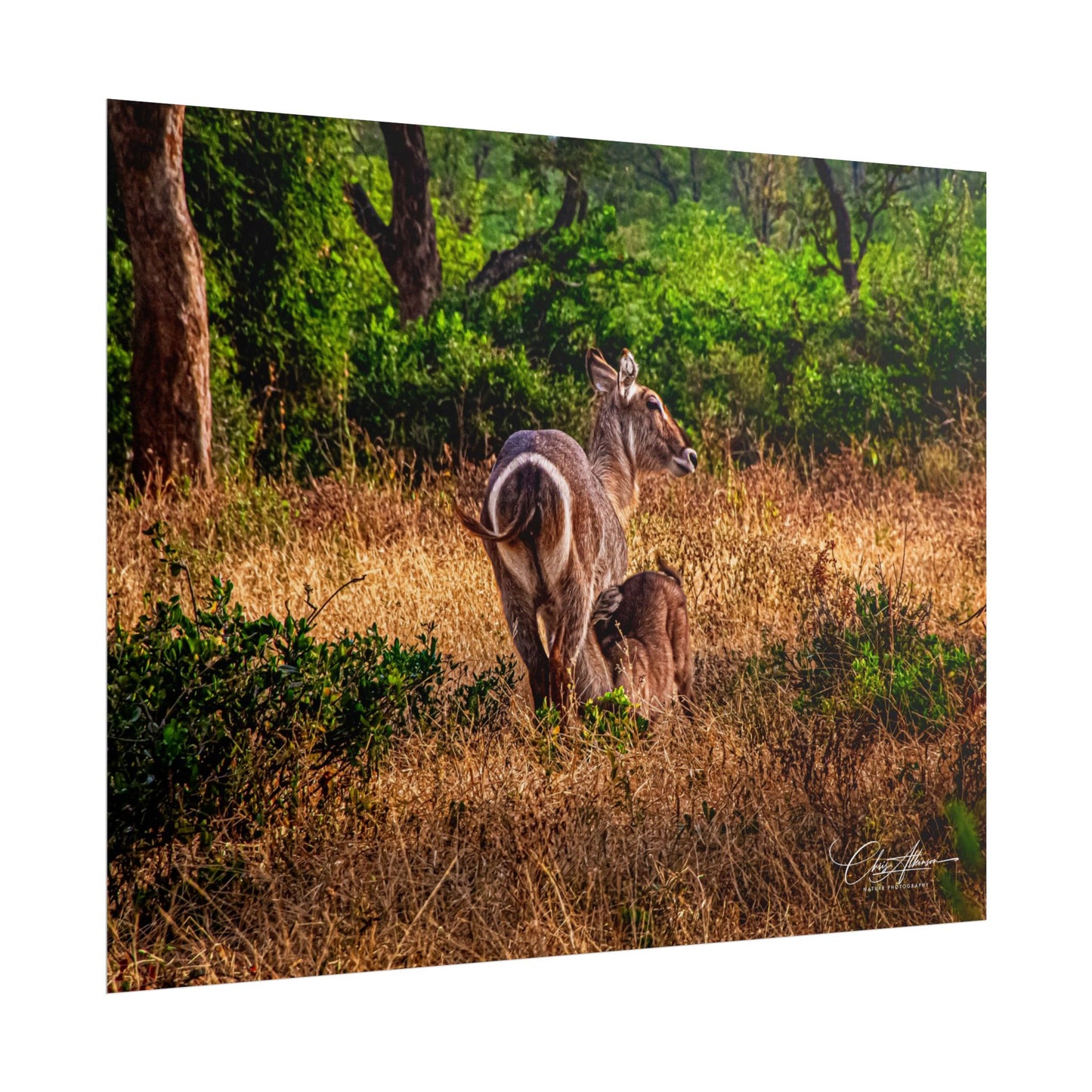 Waterbuck Baby Animal Posters