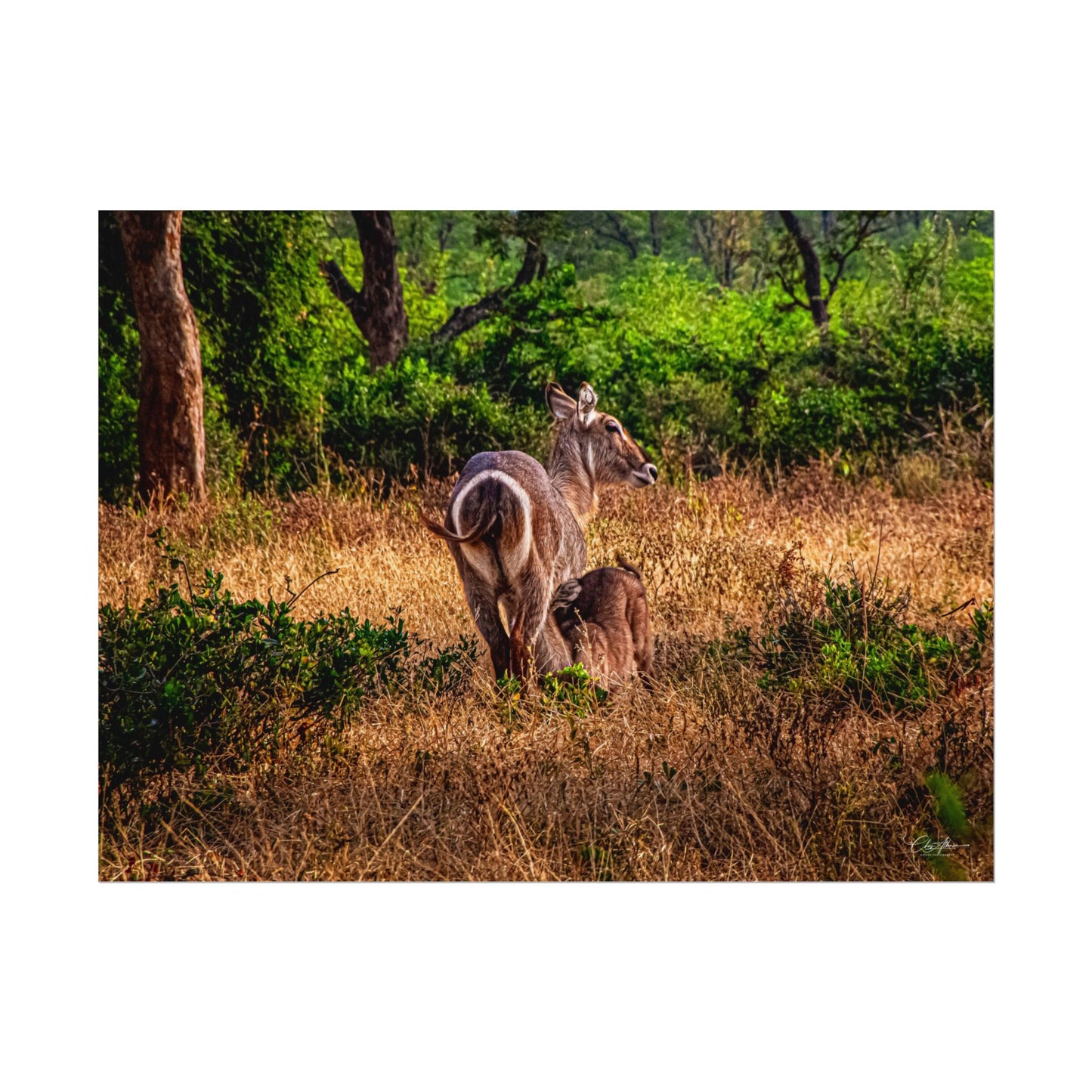 Waterbuck Baby Animal Posters