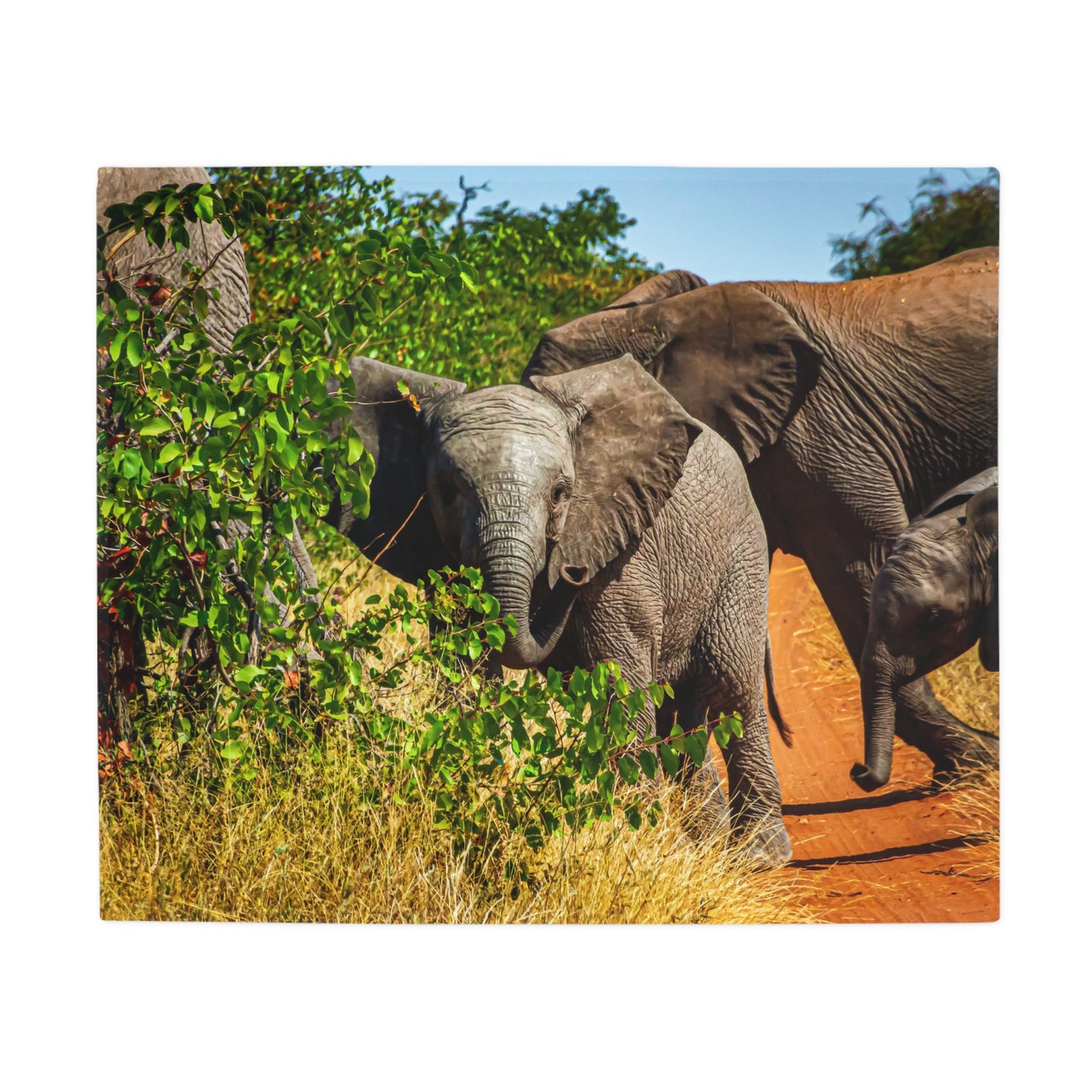 Young Elephant Fleece Blanket