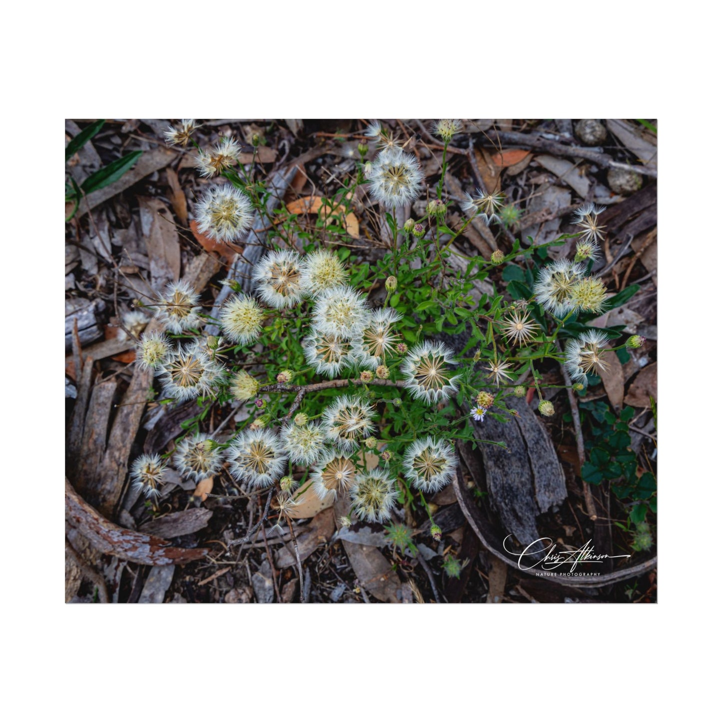 Rolled Posters - Australian Wildflowers