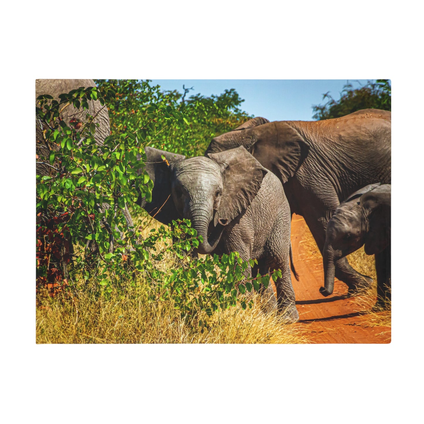 Young Elephant Fleece Blanket