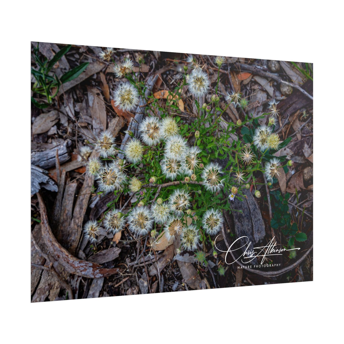 Rolled Posters - Australian Wildflowers