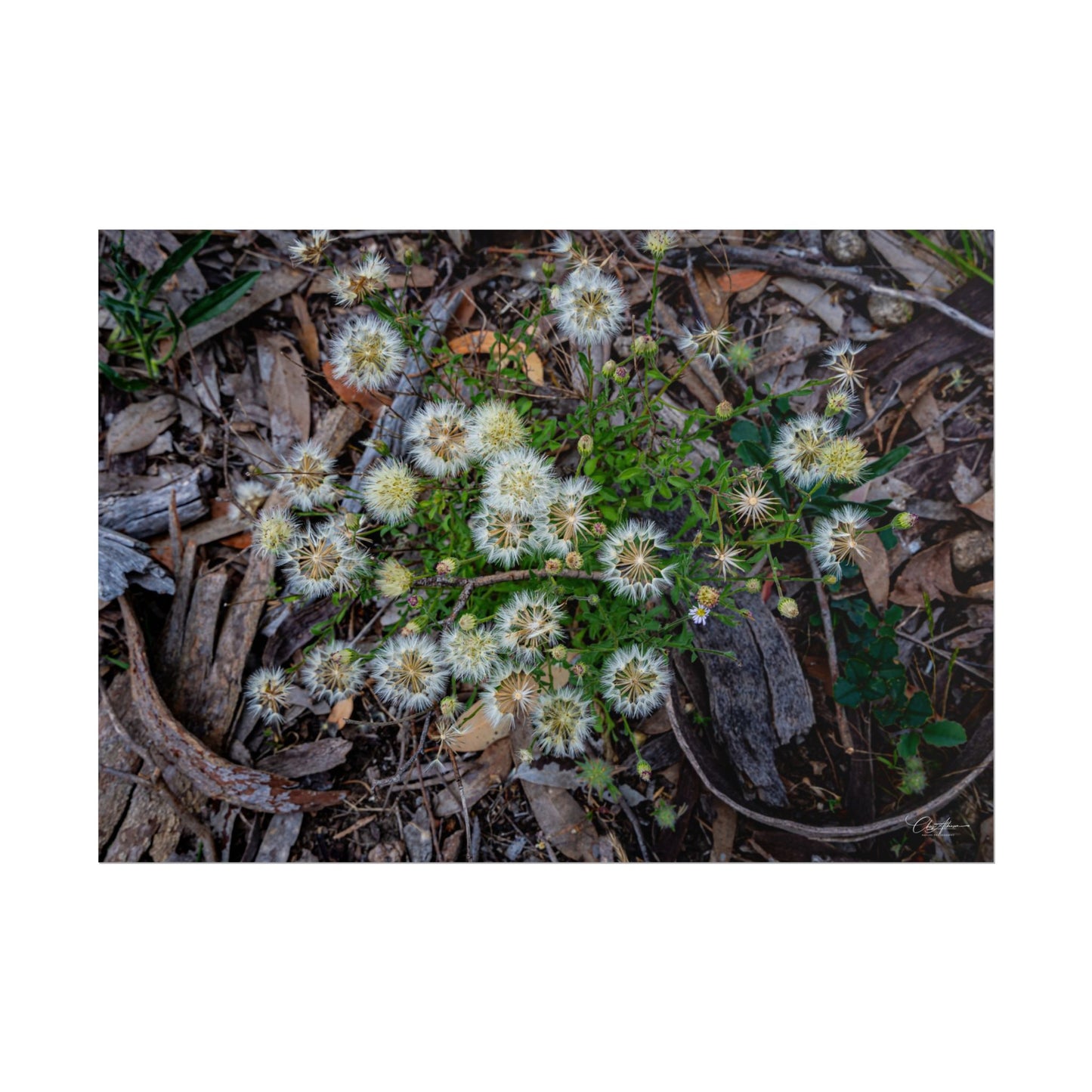Rolled Posters - Australian Wildflowers