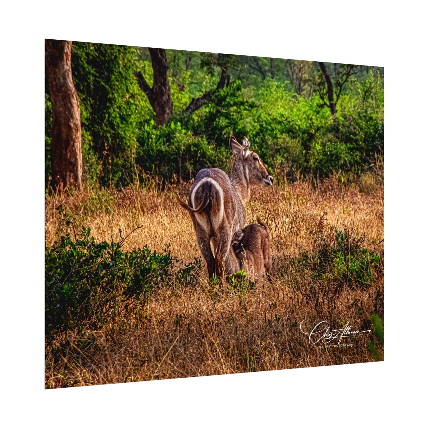 Waterbuck Baby Animal Posters