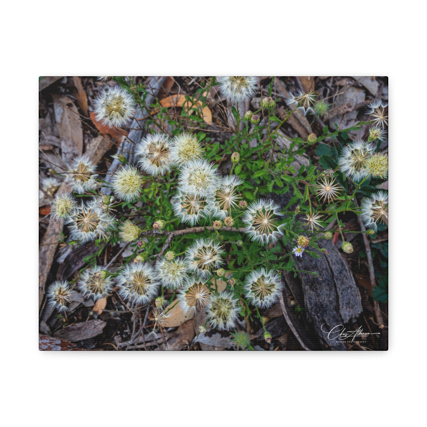 Matte Canvas, Stretched, 1.25" - Australian Wildflowers 14″ x 11″ (Horizontal) 1.25"