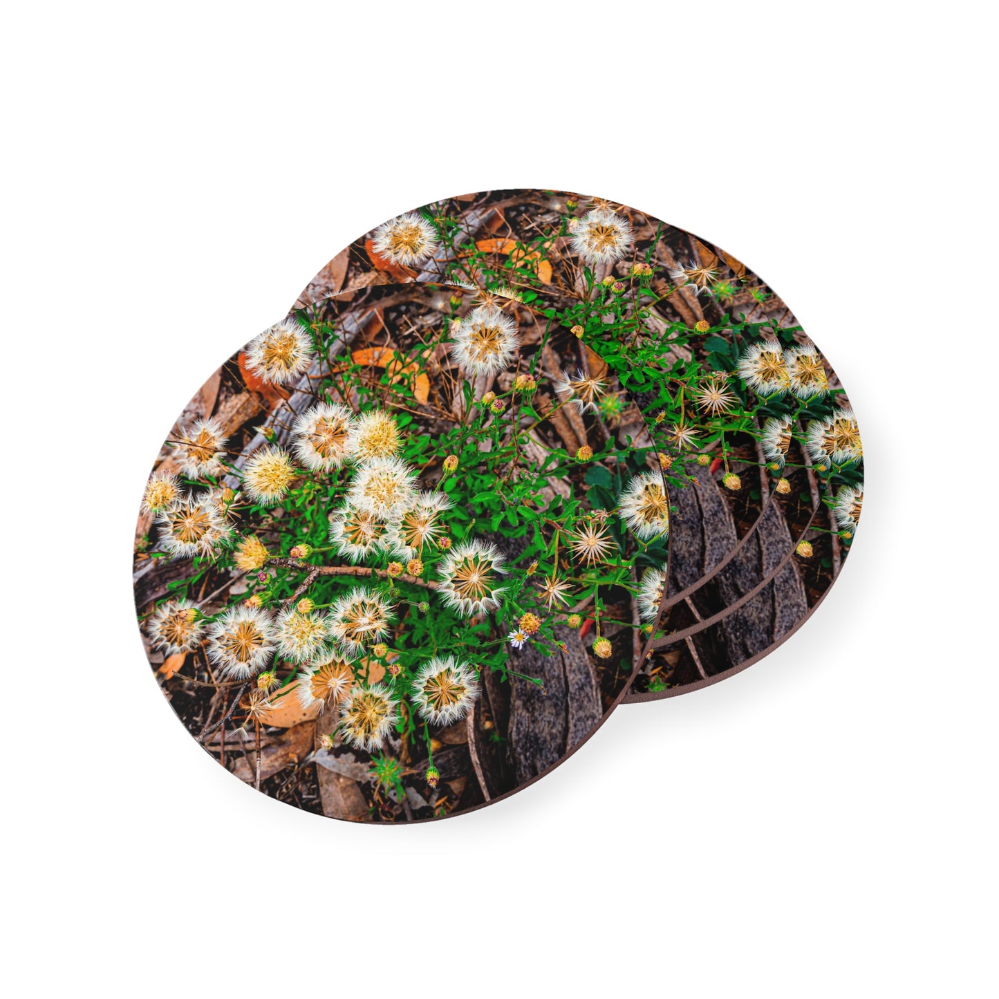 Australian Wildflower Coasters