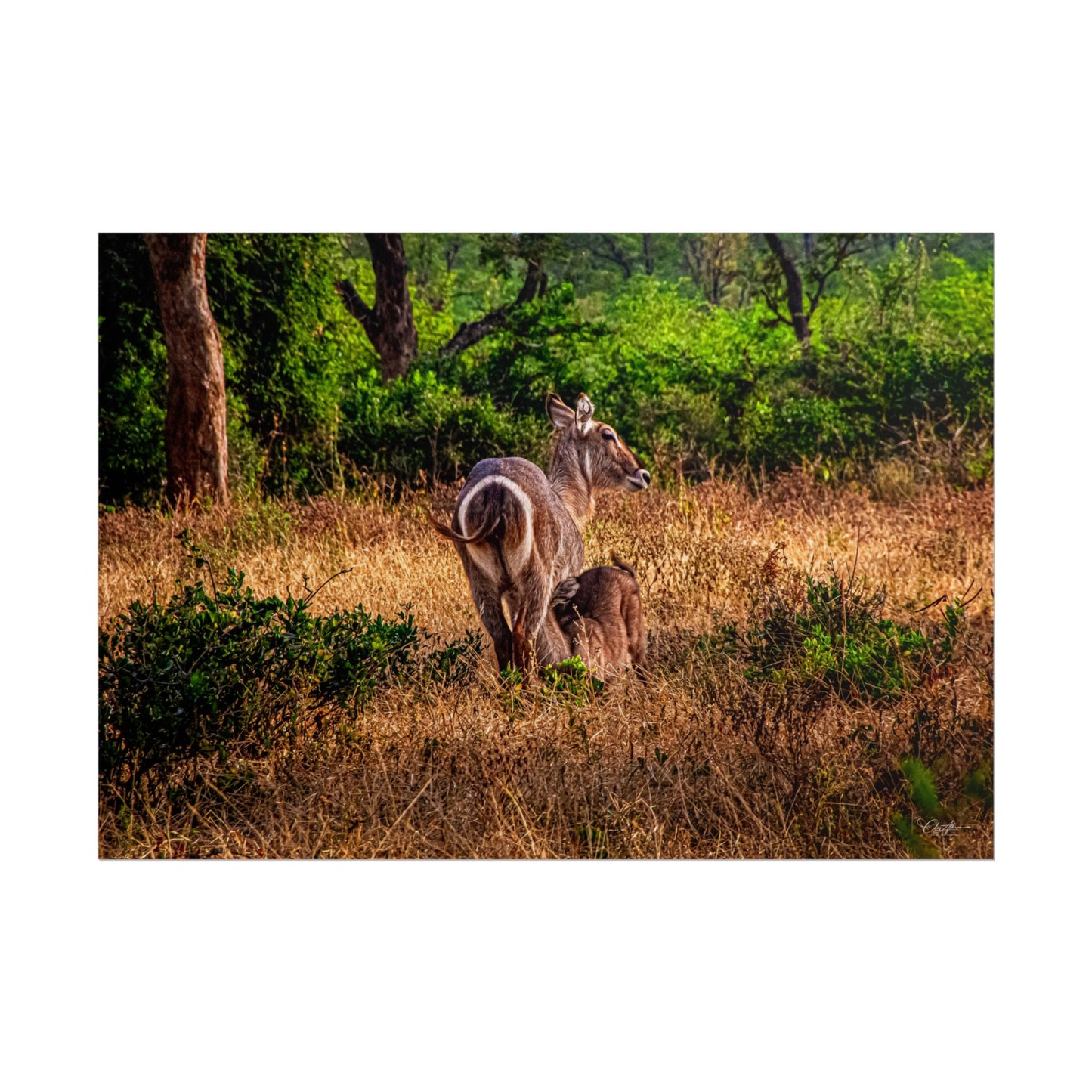 Waterbuck Baby Animal Posters