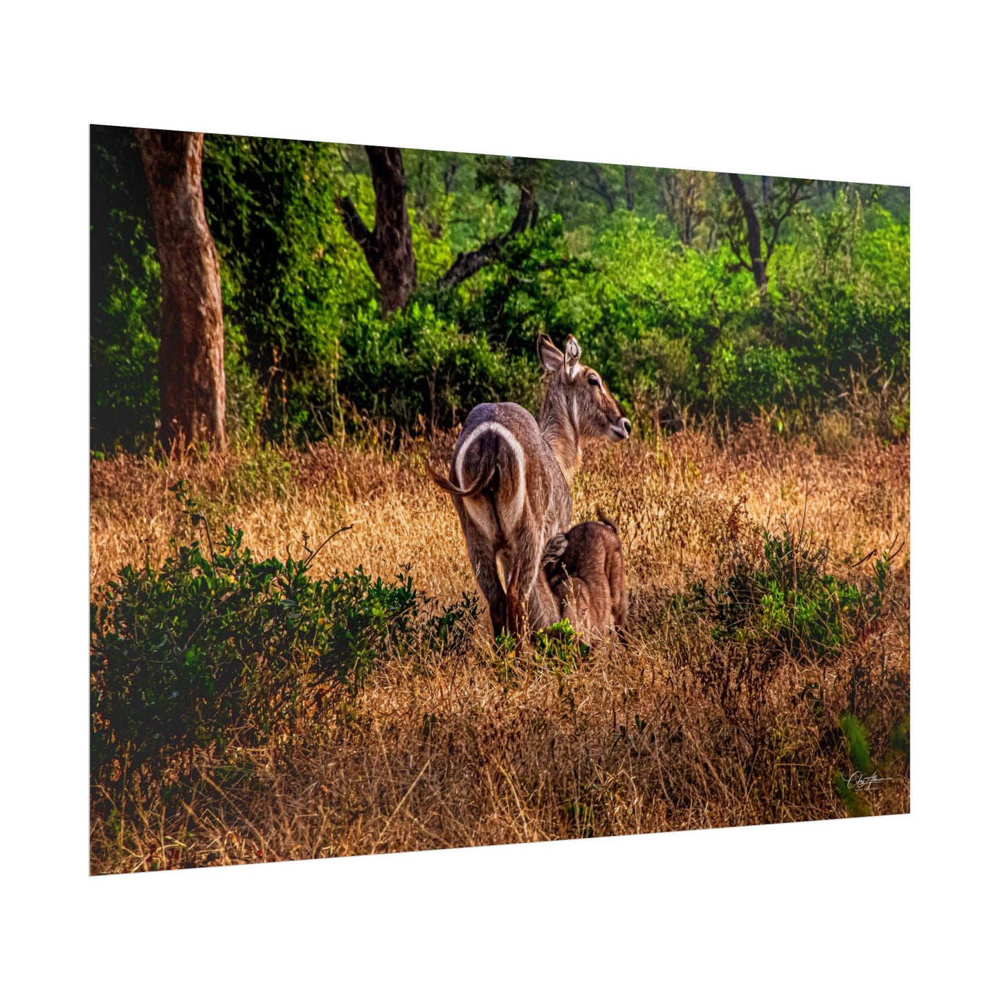 Waterbuck Baby Animal Posters