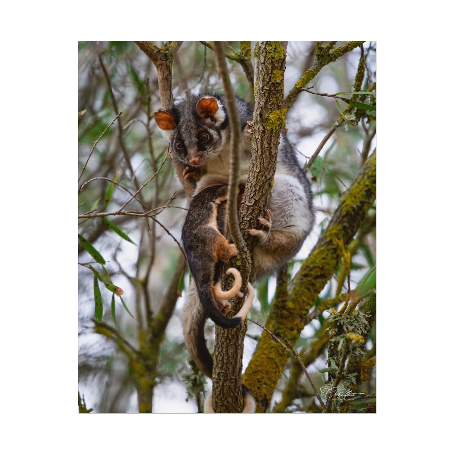Rolled Posters - Possum and Joey 16" x 20" (Vertical) Fine Art
