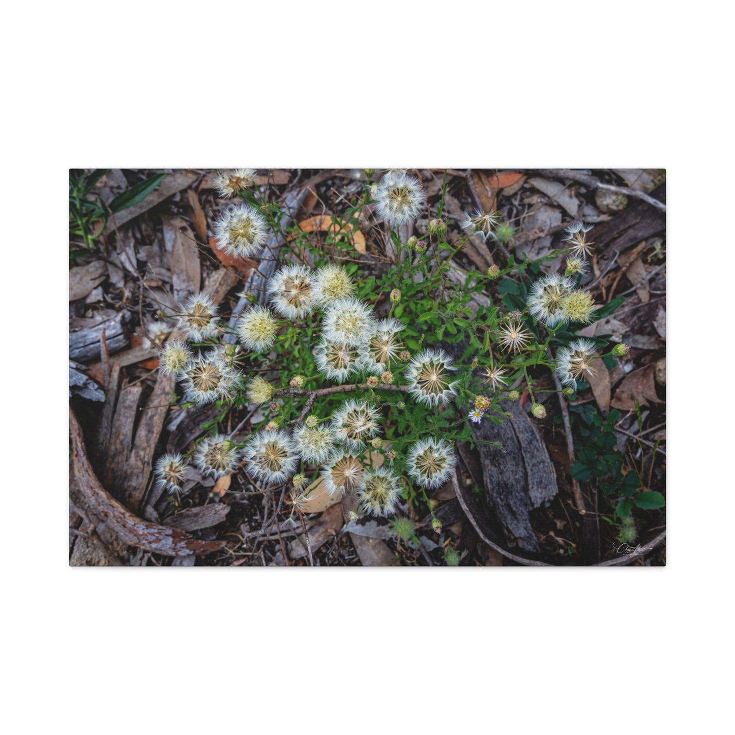 Matte Canvas, Stretched, 1.25" - Australian Wildflowers 36″ x 24″ (Horizontal) 1.25"