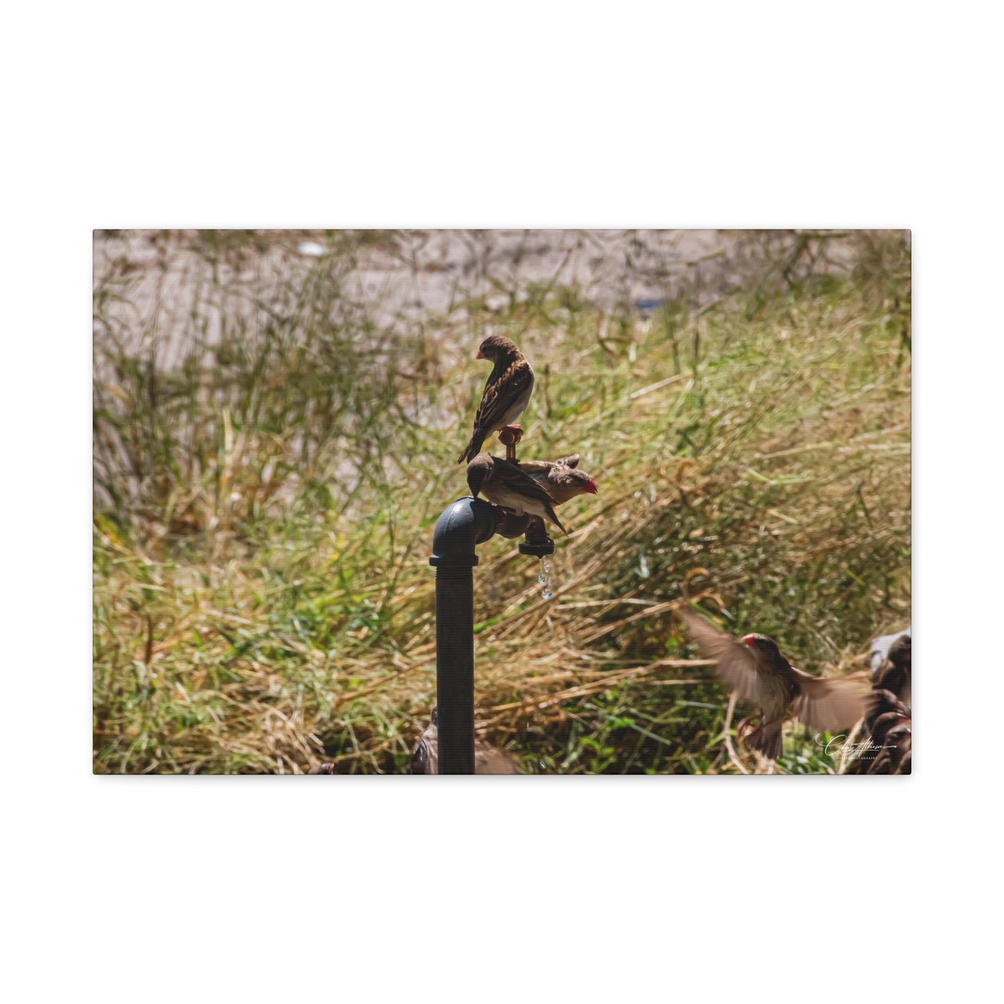 Matte Canvas, Stretched, 1.25" - Birds and Dripping Tap 24″ x 16″ (Horizontal) 1.25"