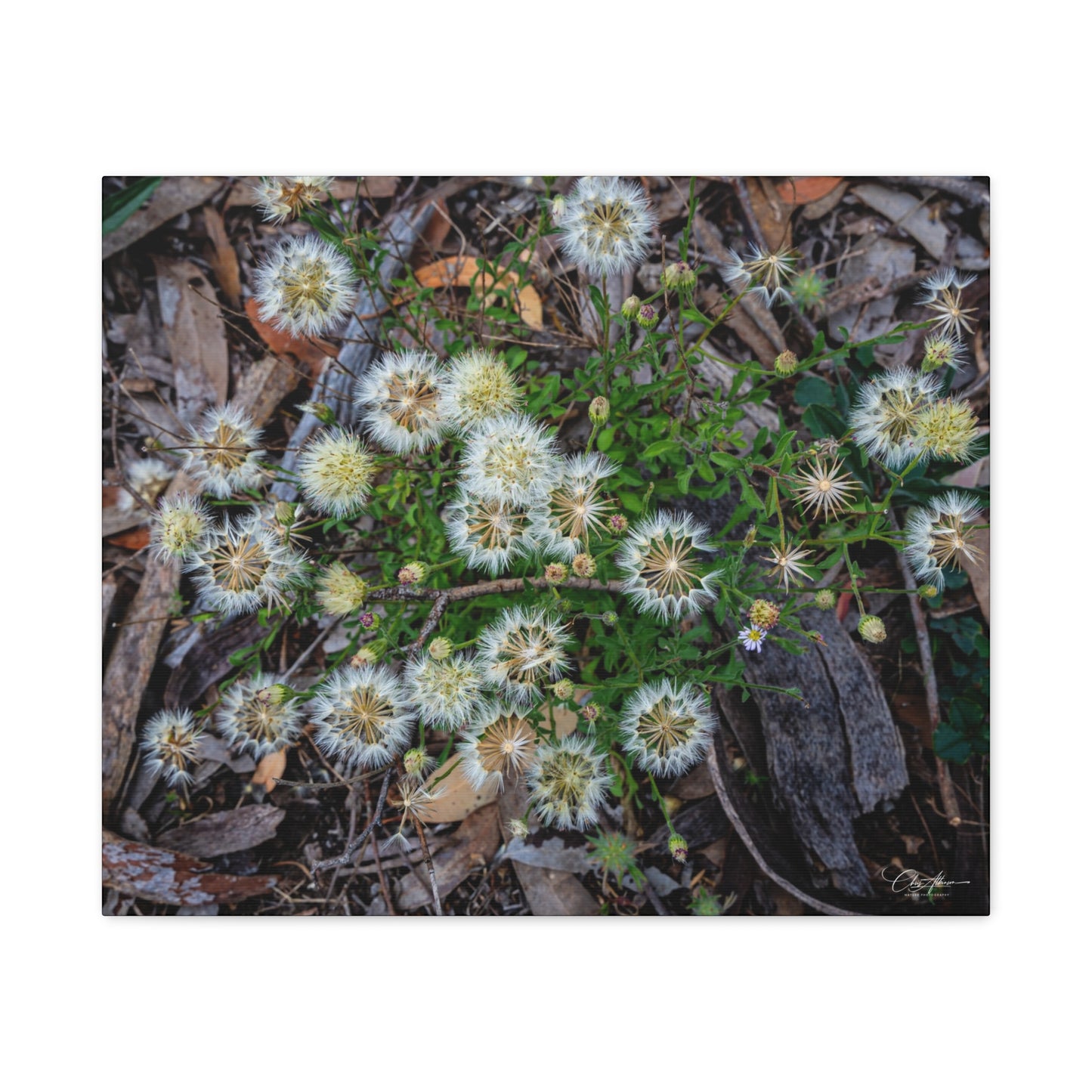 Matte Canvas, Stretched, 1.25" - Australian Wildflowers 24" x 20" (Horizontal) 1.25"