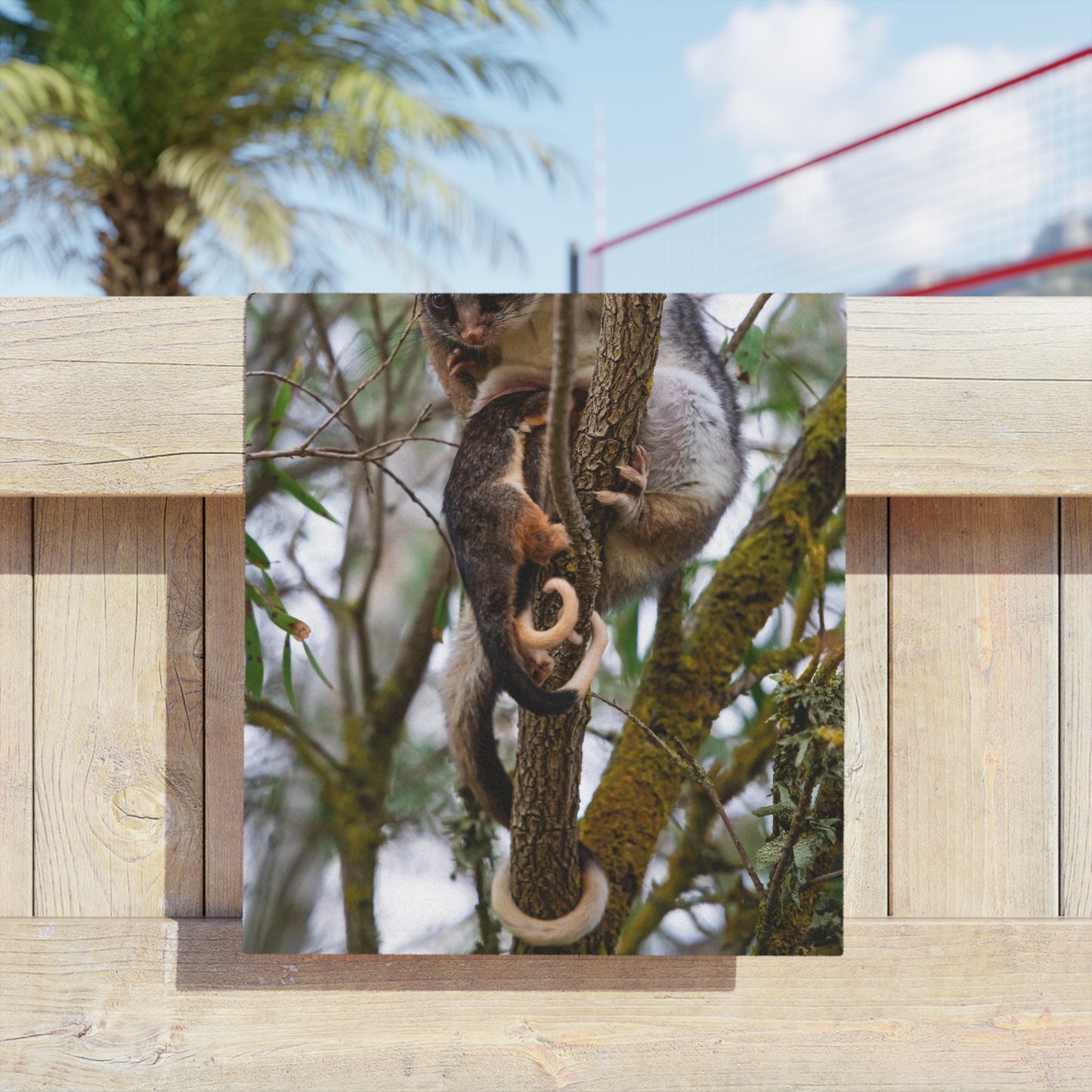 Ring-tailed Possum Beach Towels