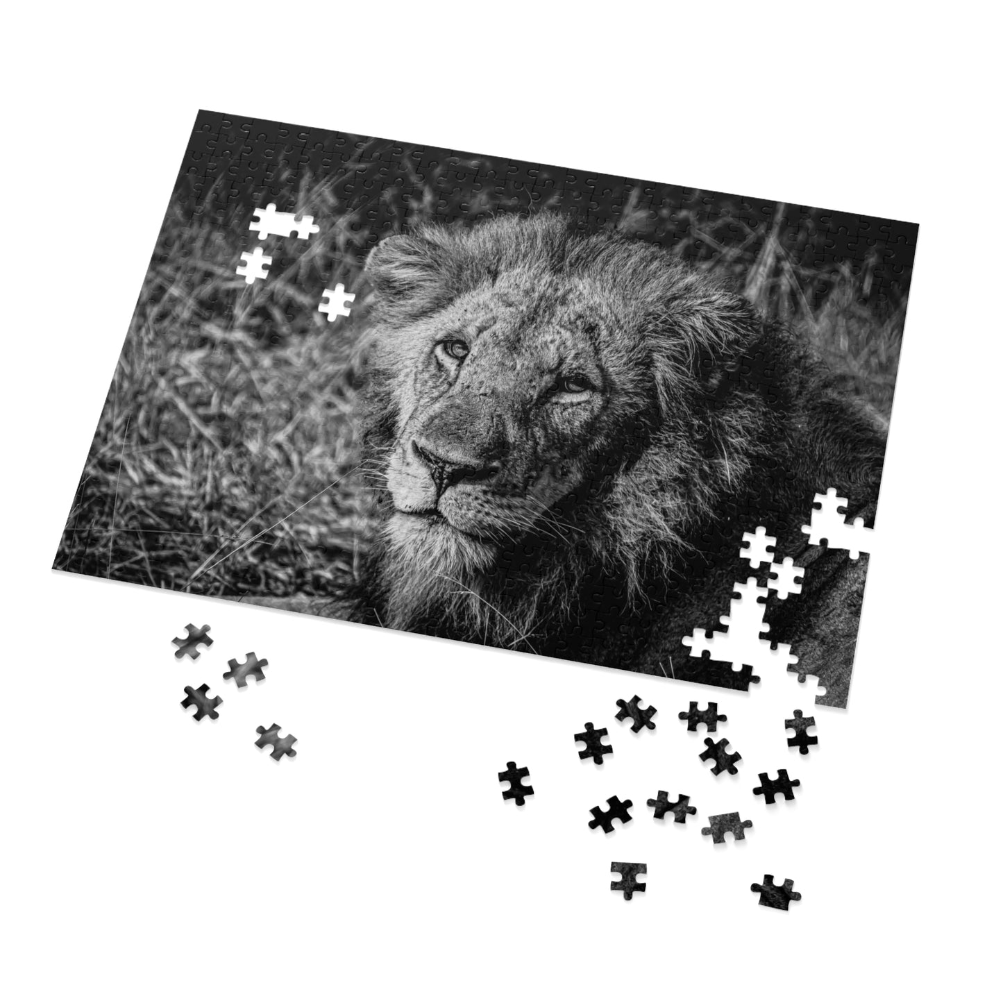 Majestic Old Lion Jigsaw Puzzle with Tin B&W