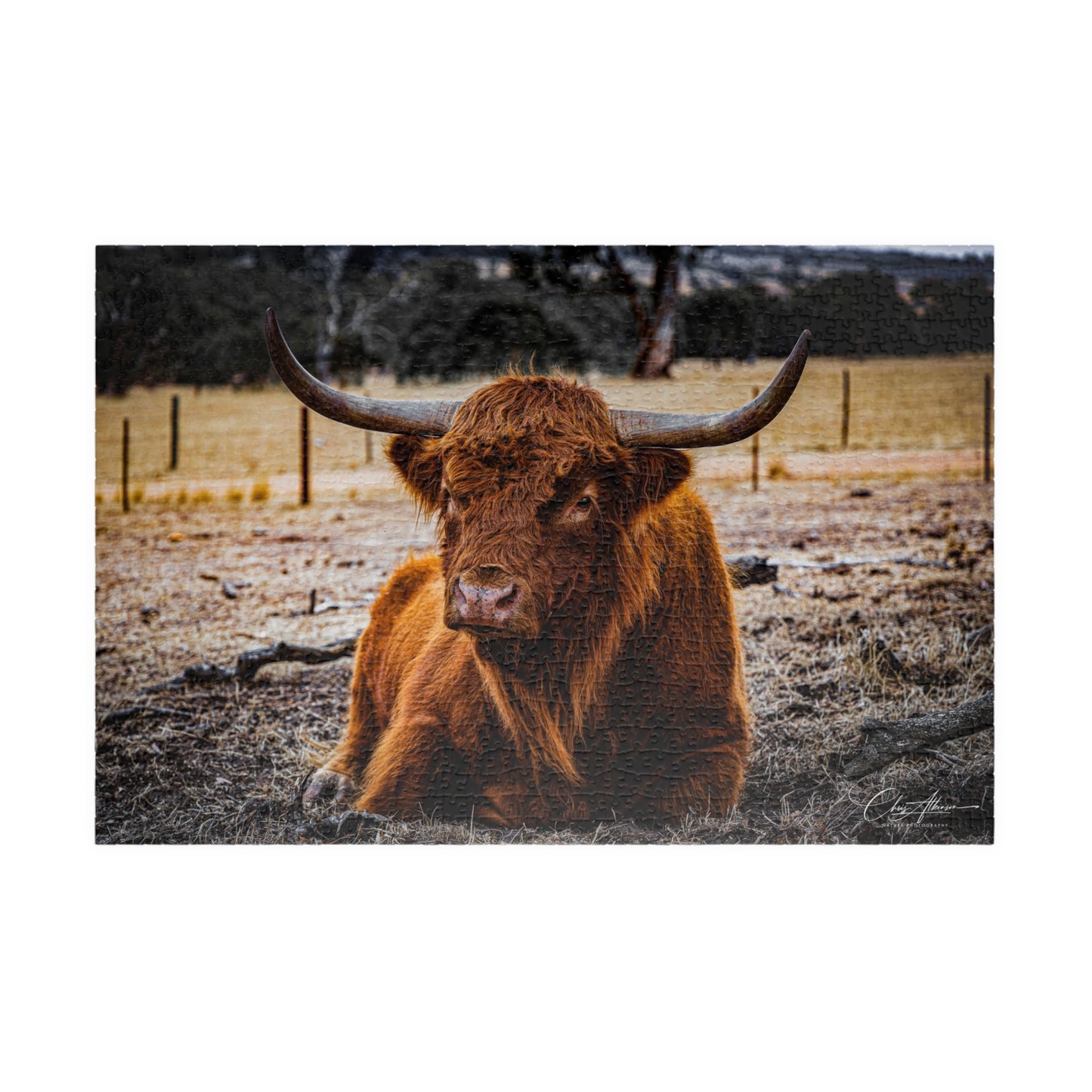 Scottish Highland Cattle Puzzle