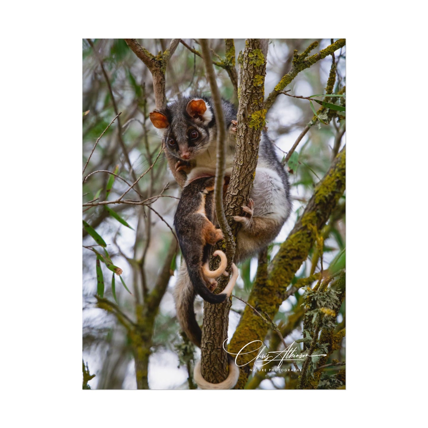 Rolled Posters - Possum and Joey 6" x 8" (Vertical) Fine Art