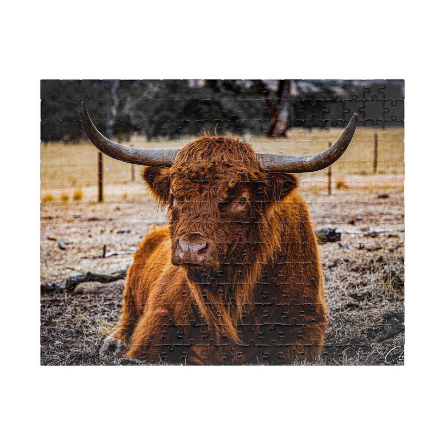 Scottish Highland Cattle Puzzle 252 pcs (Horizontal)