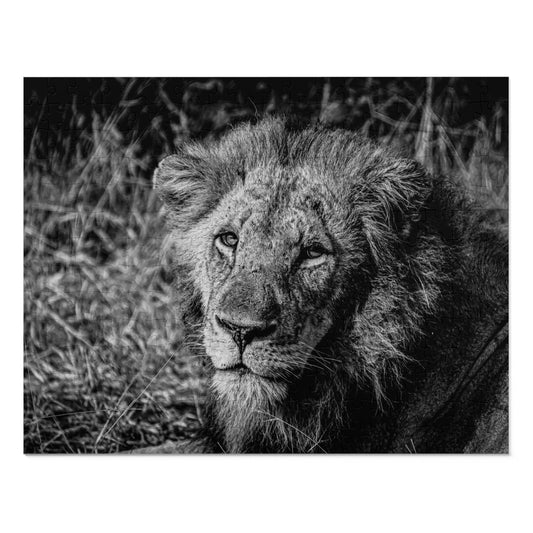 Majestic Old Lion Jigsaw Puzzle with Tin B&W 14" × 11" (252 pcs)