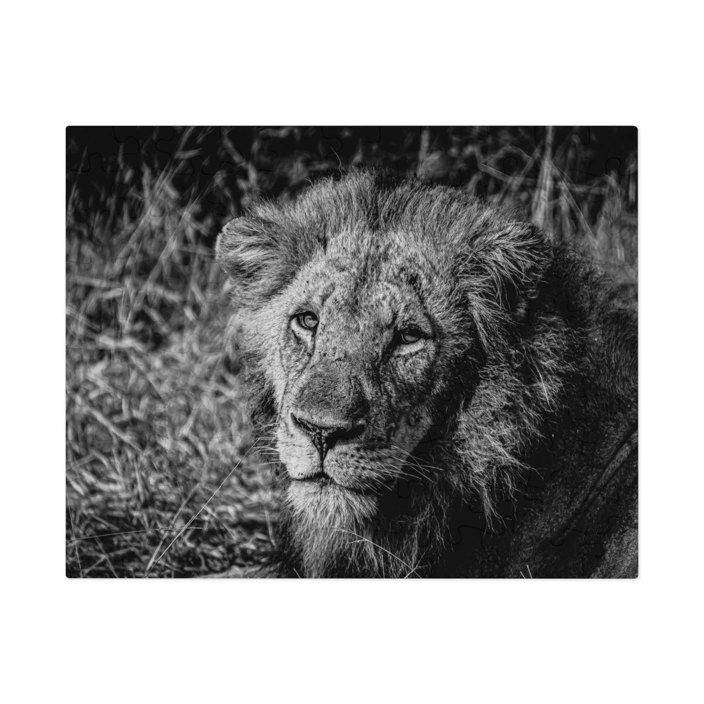 Majestic Old Lion Jigsaw Puzzle with Tin B&W 10" × 8" (110 pcs)