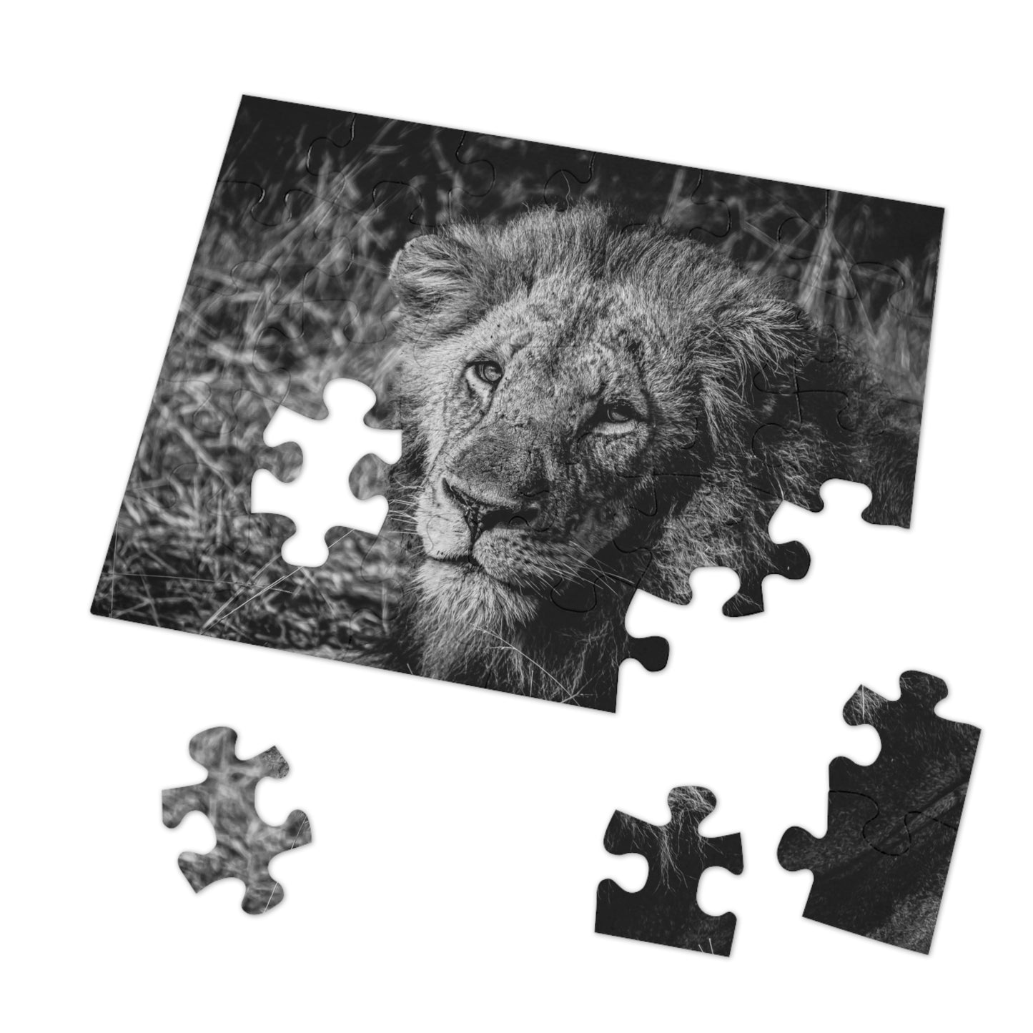Majestic Old Lion Jigsaw Puzzle with Tin B&W