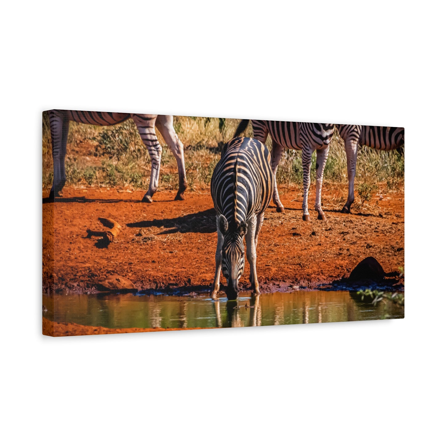Zebra Nature Print Canvas Print