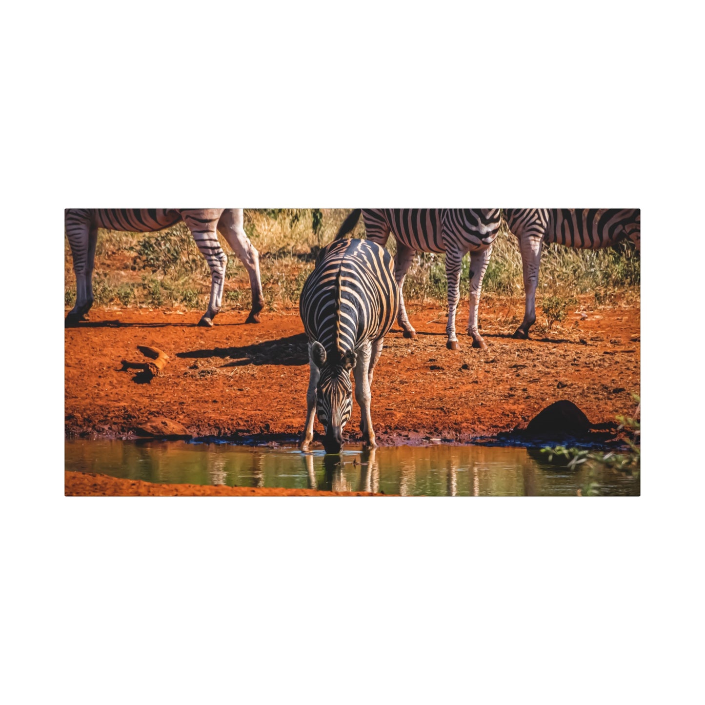 Zebra Nature Print Canvas Print