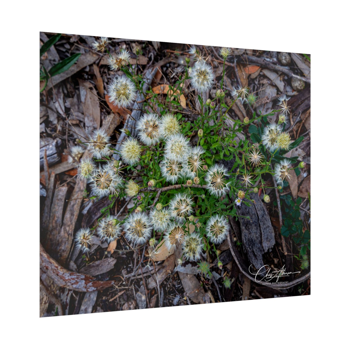 Rolled Posters - Australian Wildflowers