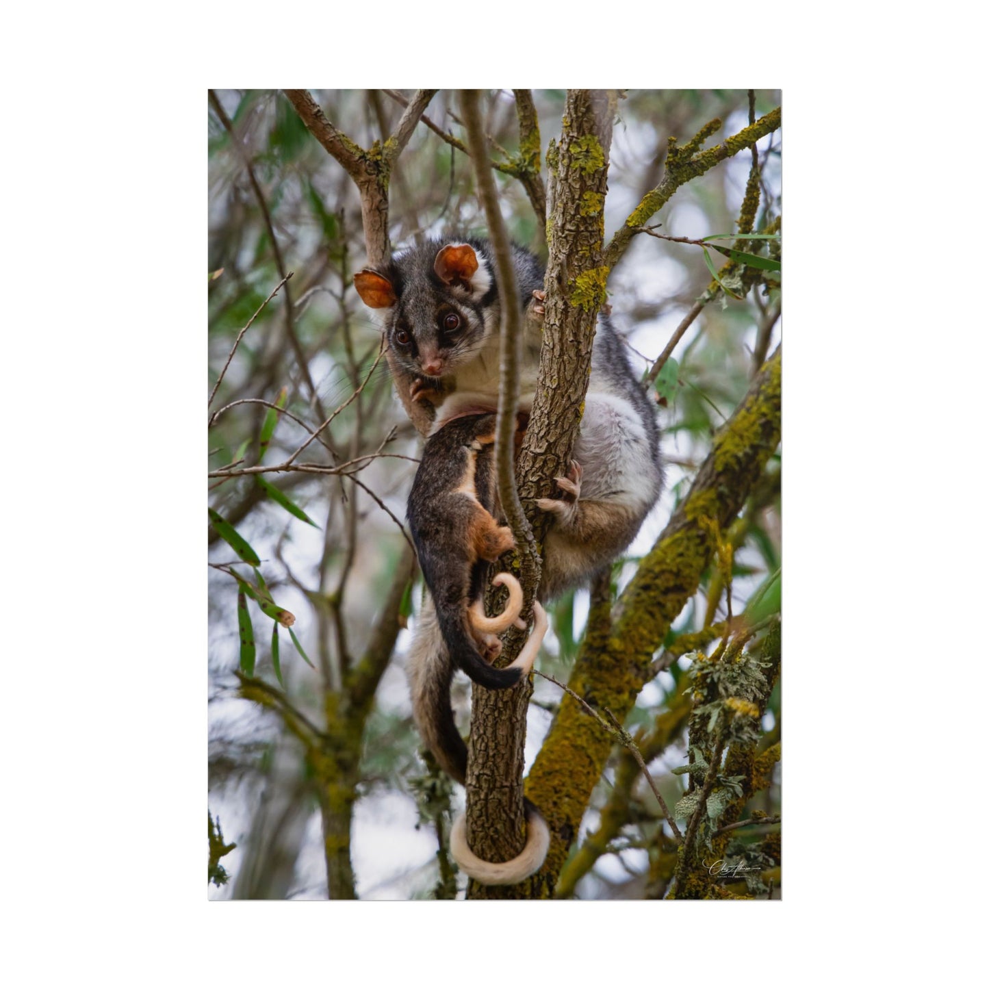 Rolled Posters - Possum and Joey 23.4" x 33.1" (Vertical) Matte