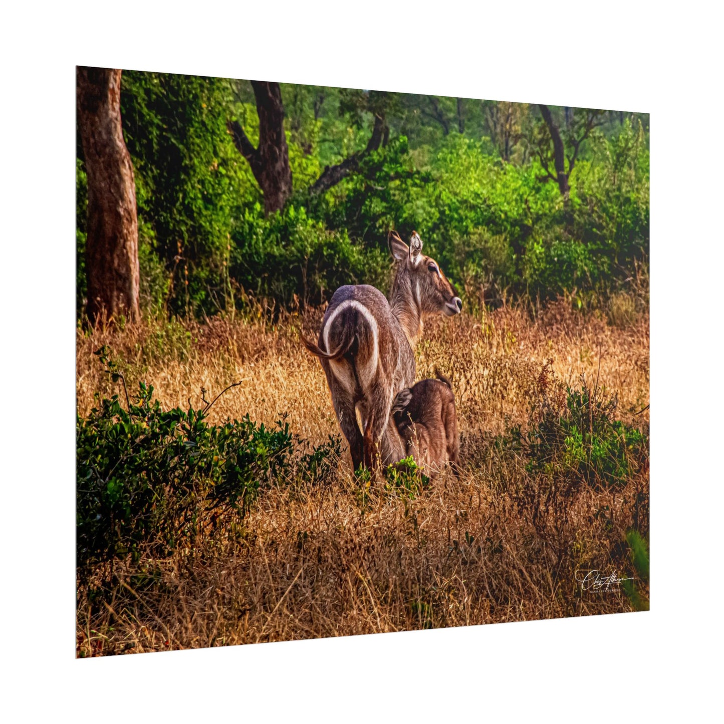 Waterbuck Baby Animal Posters
