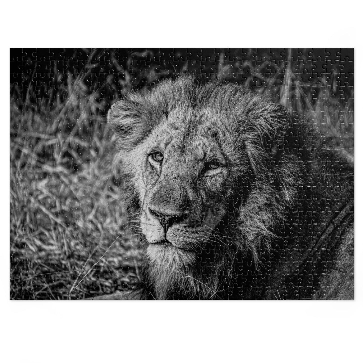 Majestic Old Lion Jigsaw Puzzle with Tin B&W 21" × 15.5" (500 pcs)