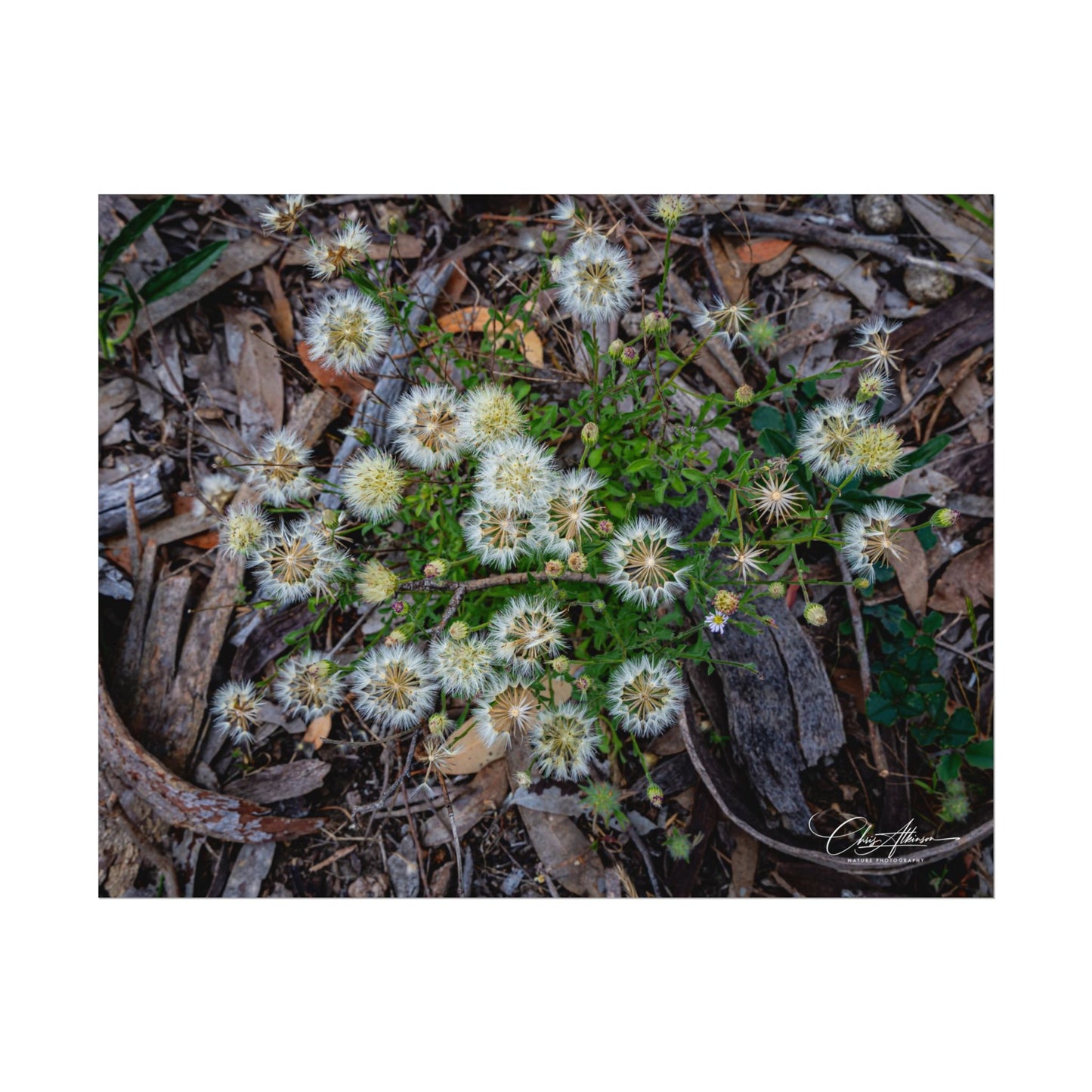 Rolled Posters - Australian Wildflowers