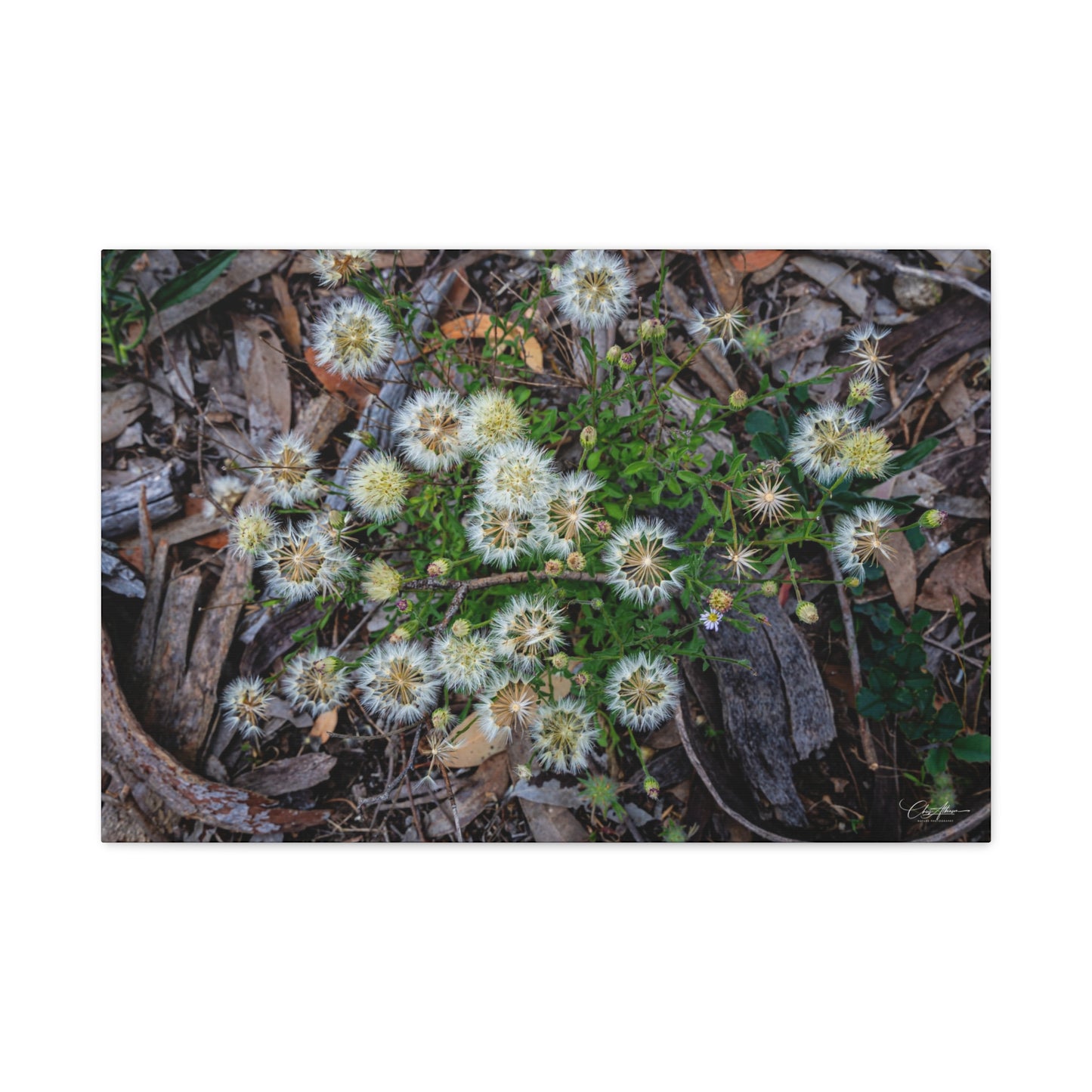 Matte Canvas, Stretched, 1.25" - Australian Wildflowers 30″ x 20″ (Horizontal) 1.25"