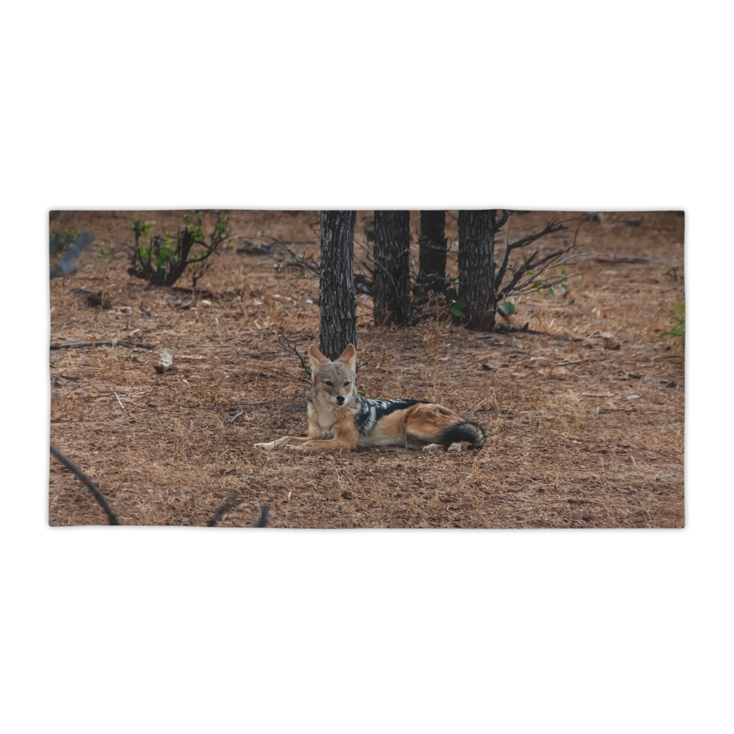 Black-Backed Jackal Beach Towels 30" × 60"