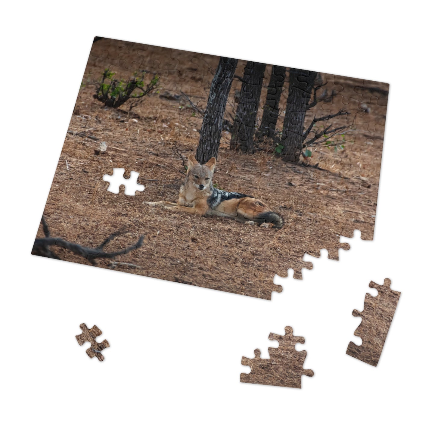 Jackal Photo Jigsaw Puzzle with Tin
