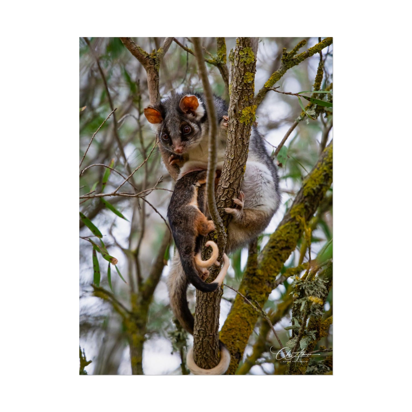 Rolled Posters - Possum and Joey 12" x 16" (Vertical) Semi Glossy