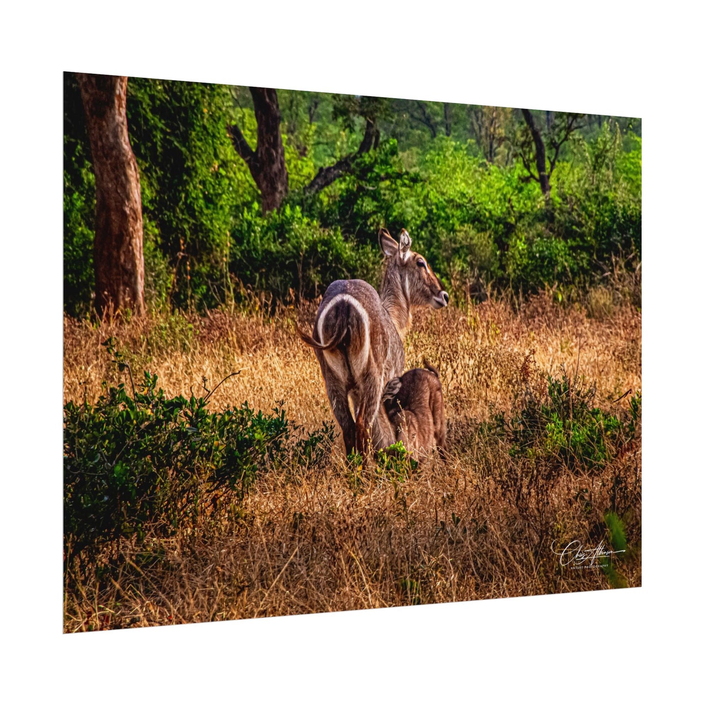 Waterbuck Baby Animal Posters