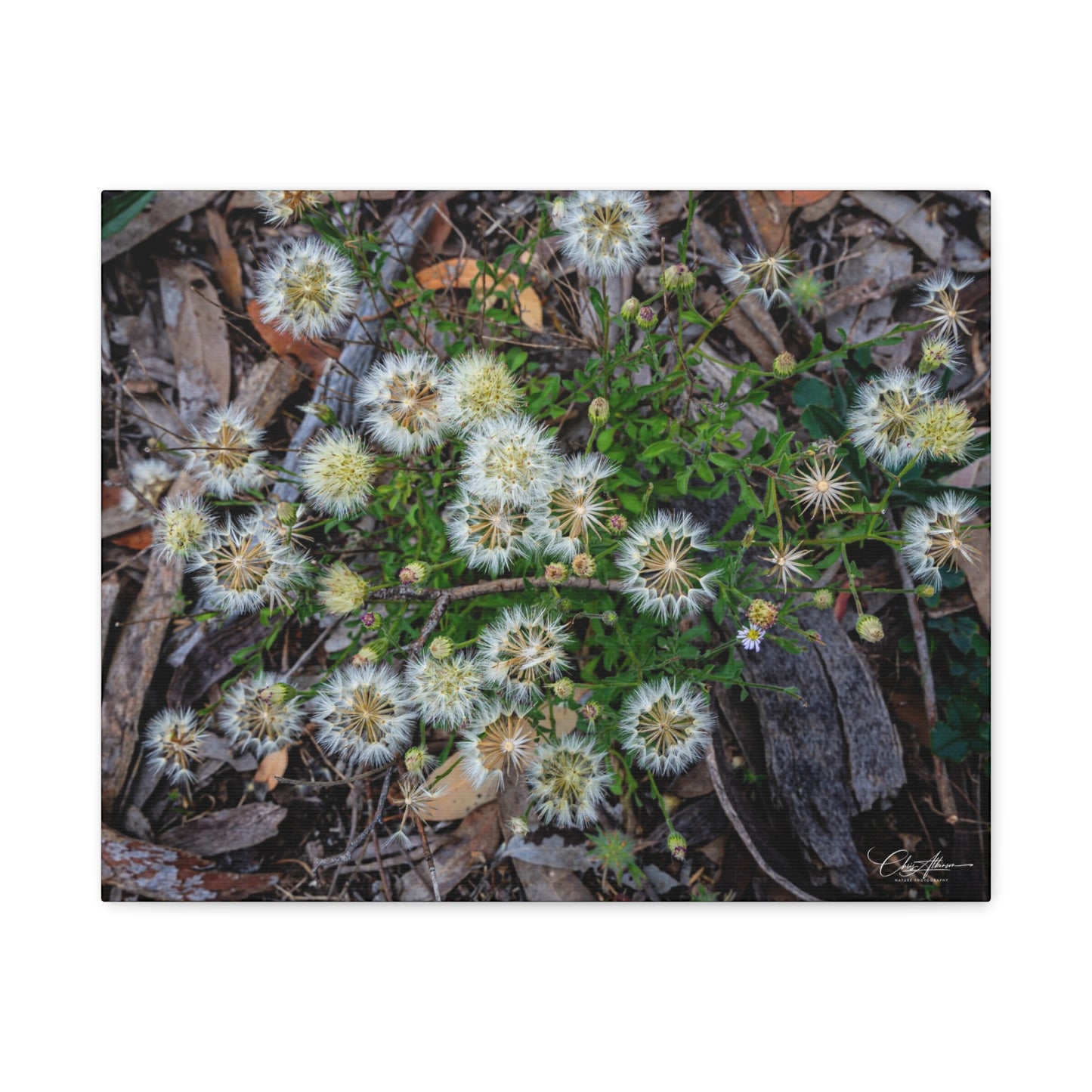 Matte Canvas, Stretched, 1.25" - Australian Wildflowers 20″ x 16″ (Horizontal) 1.25"
