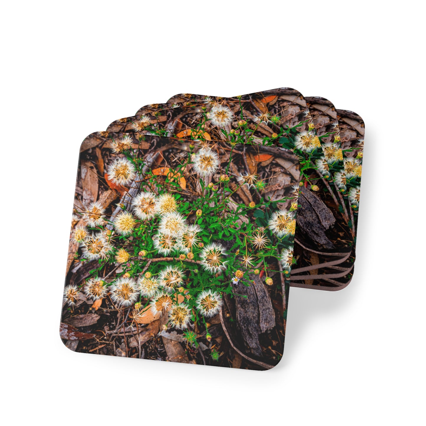 Australian Wildflower Coasters