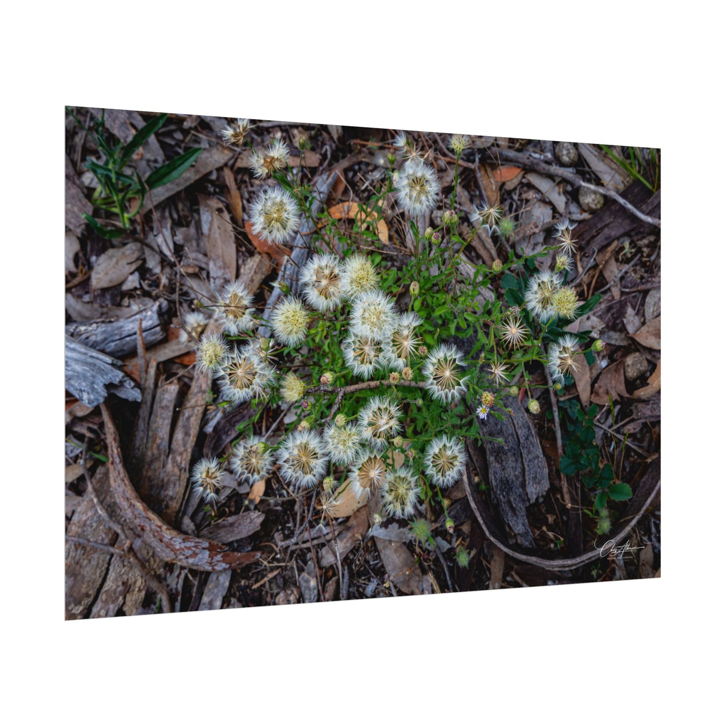 Rolled Posters - Australian Wildflowers