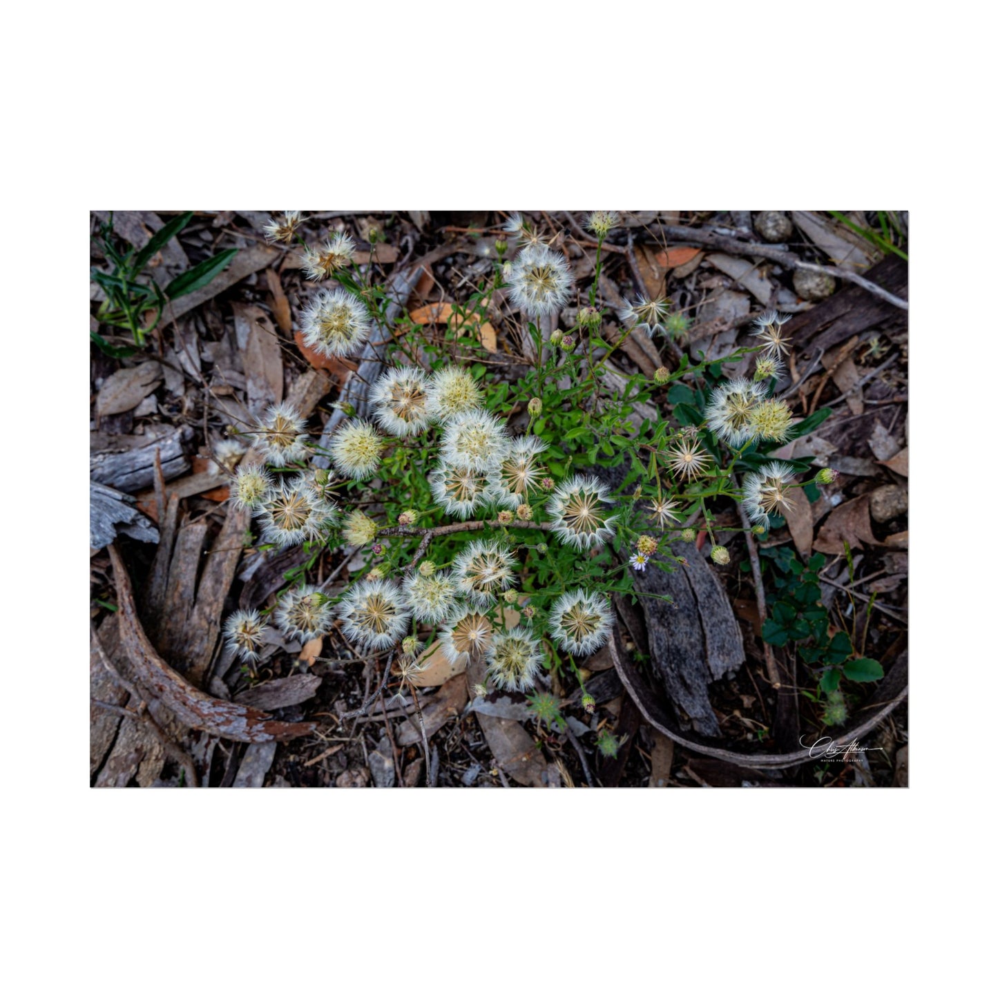 Rolled Posters - Australian Wildflowers