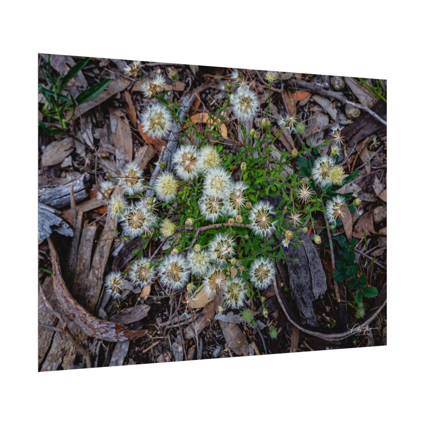 Rolled Posters - Australian Wildflowers